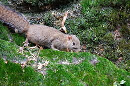Image of Perny's Long-nosed Squirrel