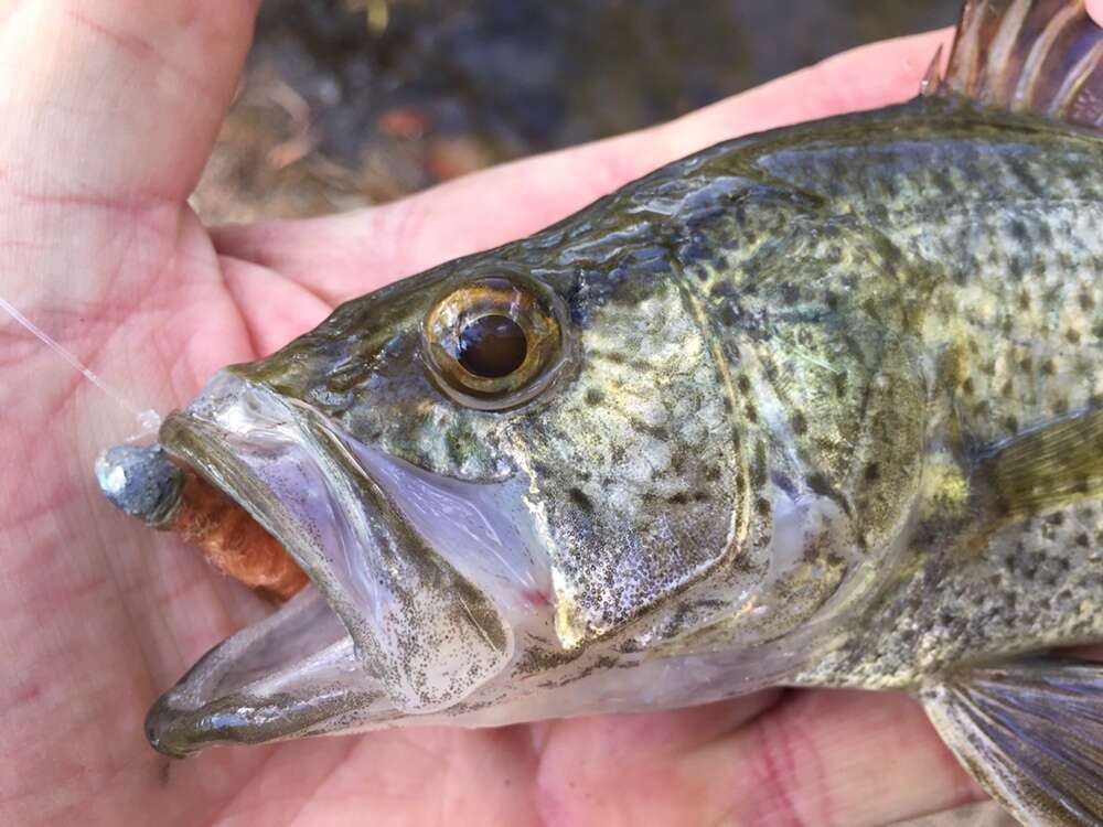 Image of Mouth almighty