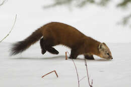 Image of American Marten