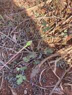 Image of Australian stork's bill