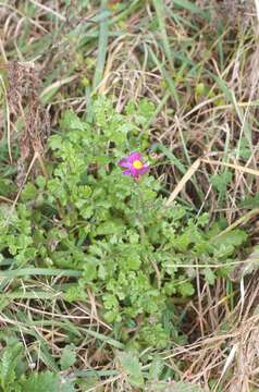 Image of redpurple ragwort