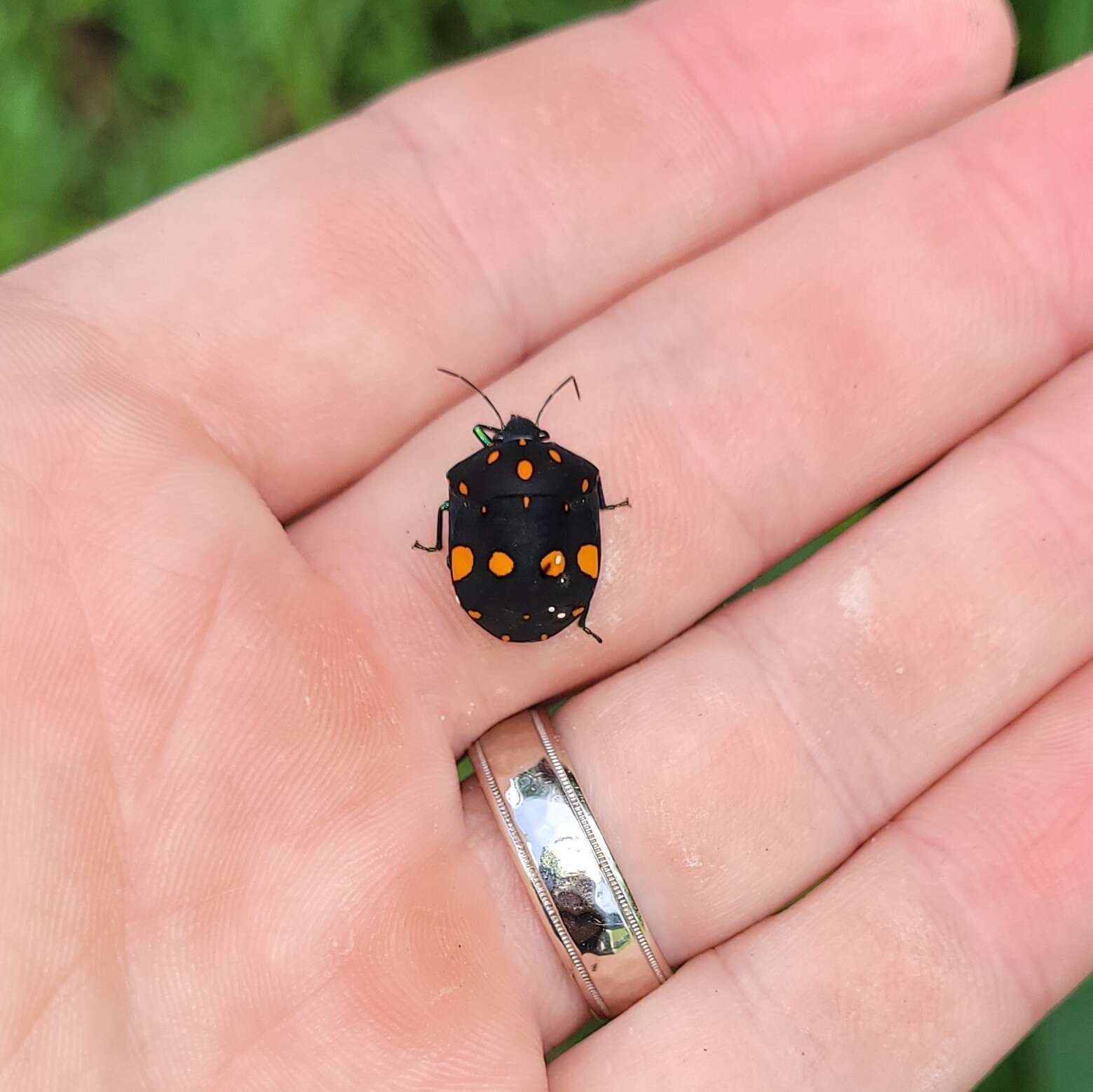 Image of Pachycoris fabricii (Burmeister 1835)