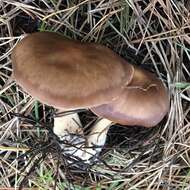 Image of Rhodocollybia badiialba (Murrill) Lennox 1979