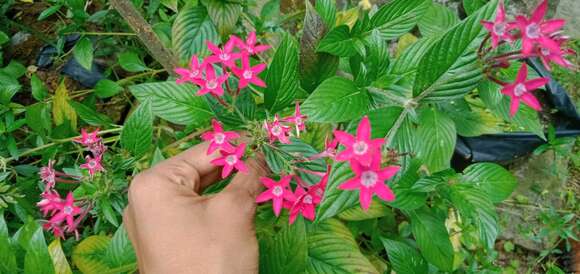 صورة Pentas lanceolata (Forssk.) Deflers