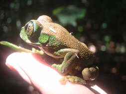 Image of Amani Forest Treefrog