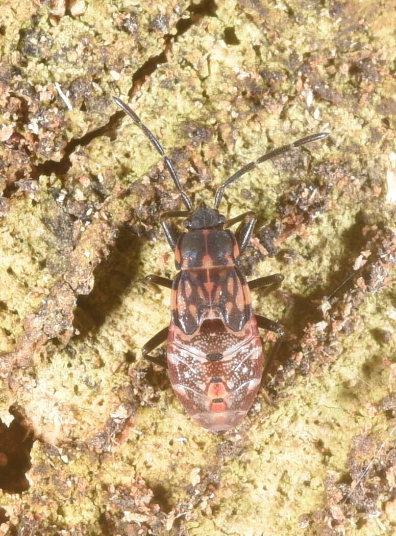 صورة Potamiaena aurifera Distant & W. L. 1910