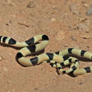 Platyceps elegantissimus (Günther 1878)的圖片