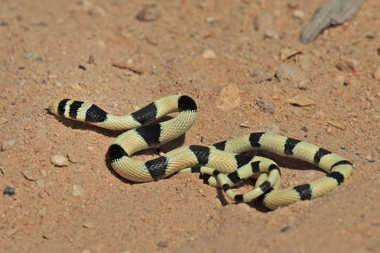 Platyceps elegantissimus (Günther 1878)的圖片