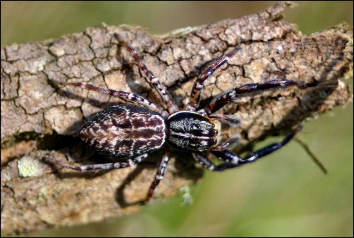 Image of Adoxotoma nodosa (L. Koch 1879)