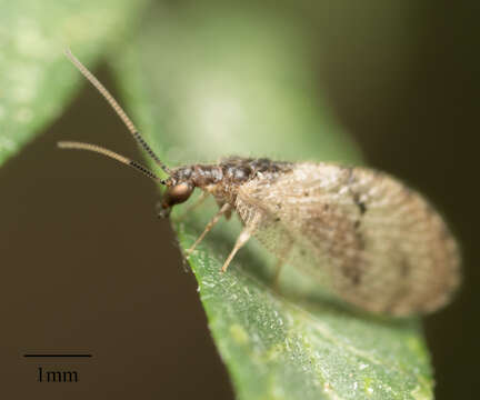 Image of Barber's brown lacewing