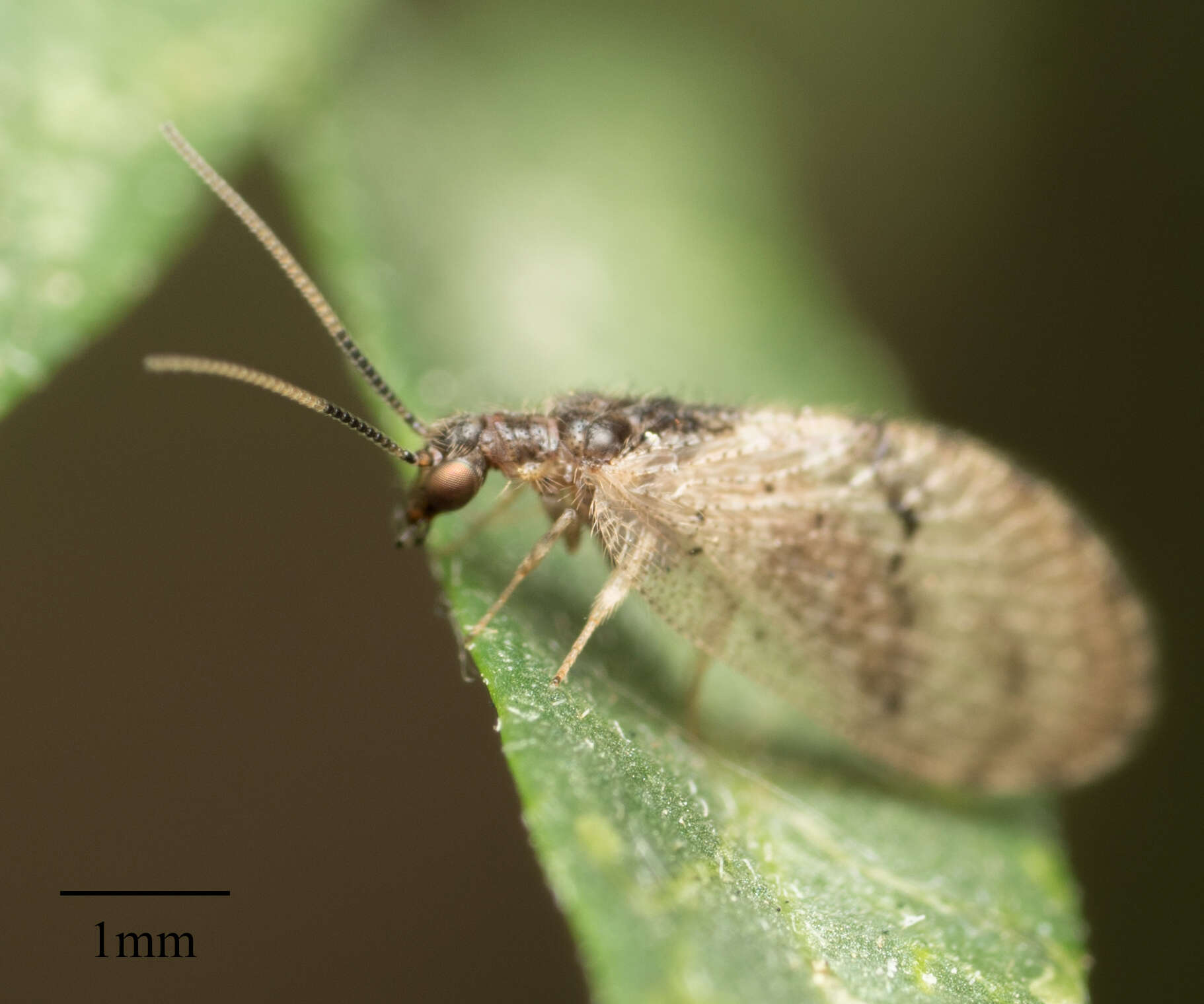 Image of Barber's brown lacewing