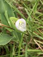 Image of Commelina platyphylla Klotzsch ex Seub.