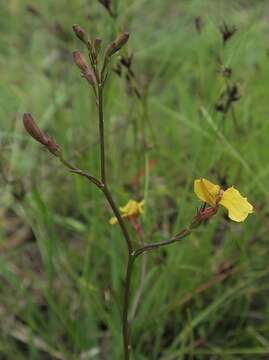 Image de Goodenia paniculata Sm.