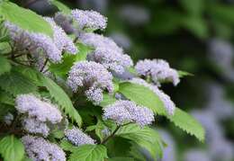 Image of Hydrangea hirta (Thunb.) Siebold