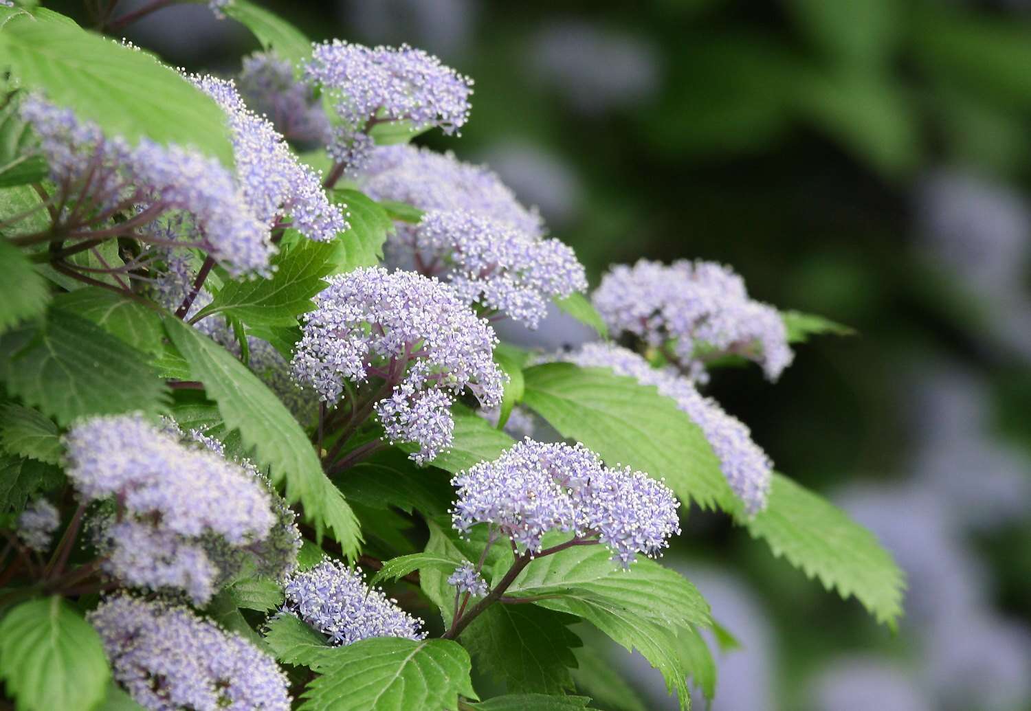 Image of Hydrangea hirta (Thunb.) Siebold