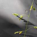 Image of Guadalupe fescue