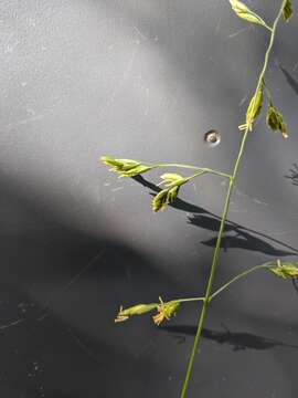 Image of Guadalupe fescue