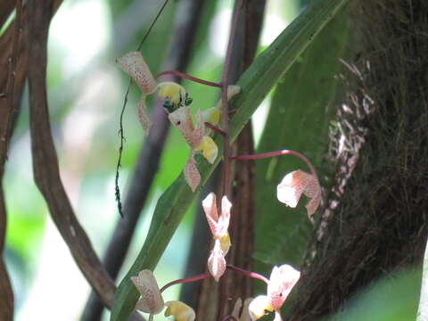 Image of Gongora truncata Lindl.