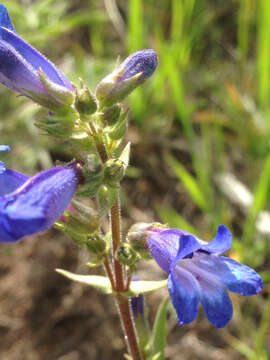 Image of low beardtongue