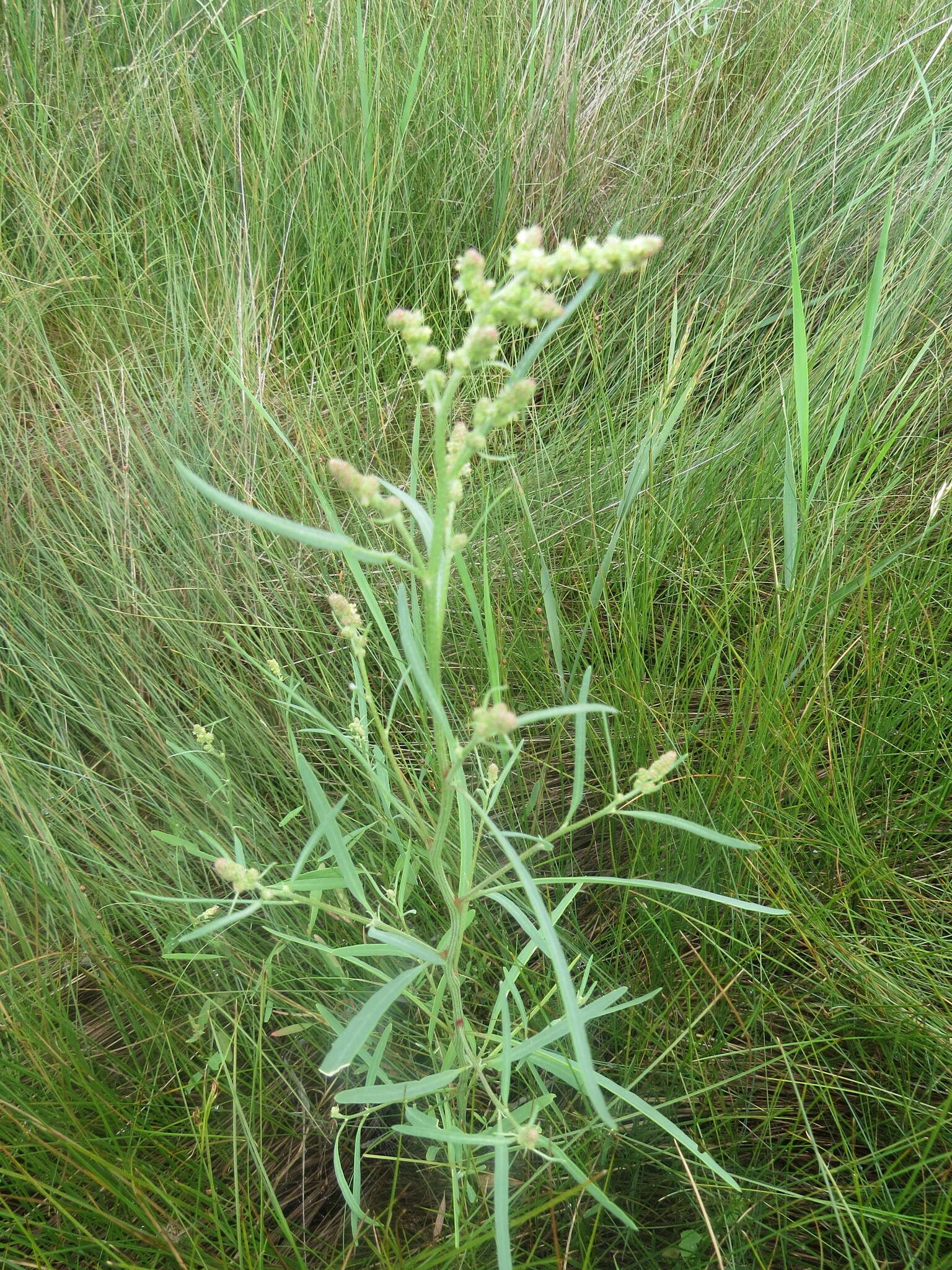 Image of Grass-leaved orache