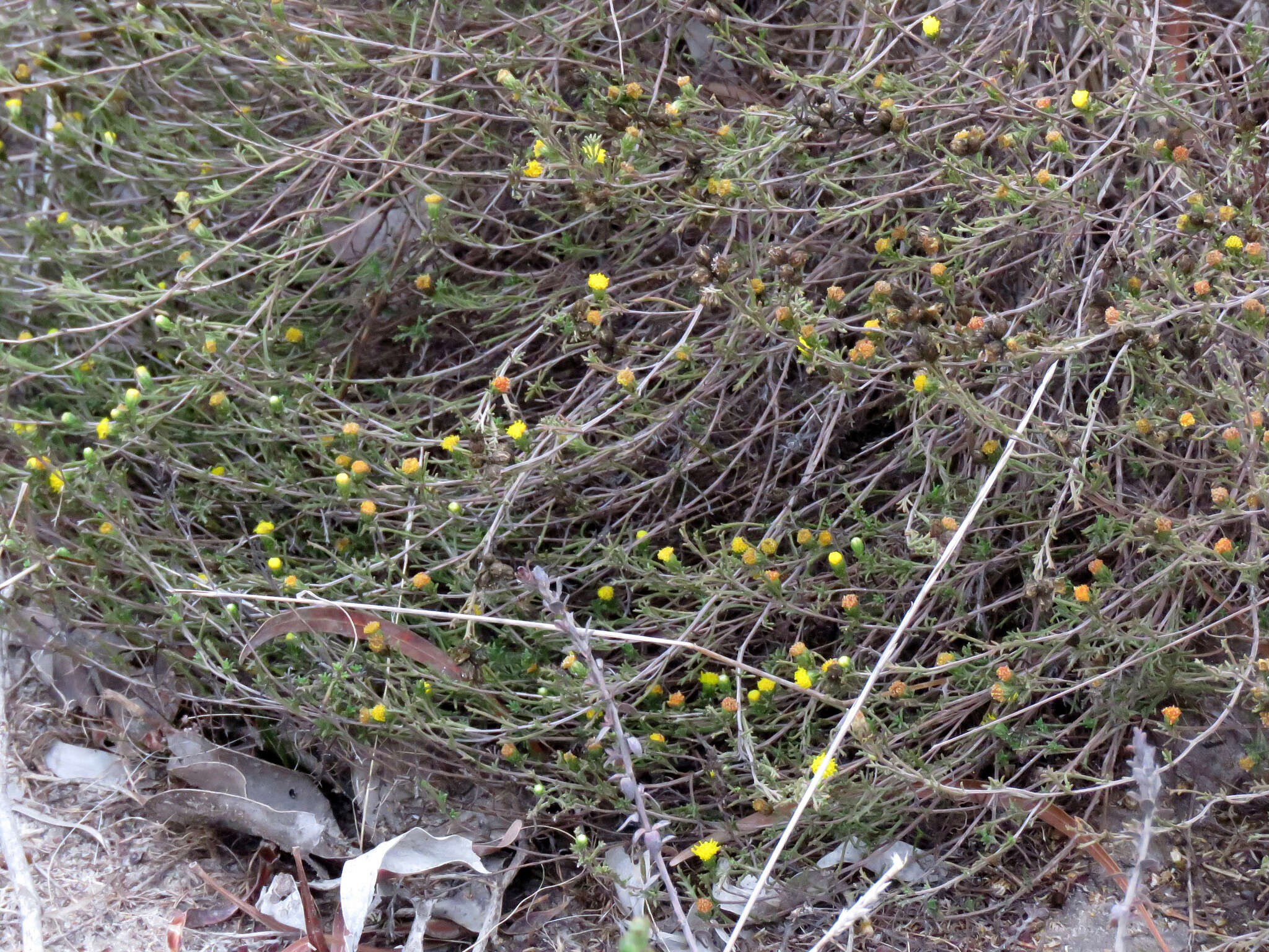 Image of Marasmodes trifida S. Ortiz