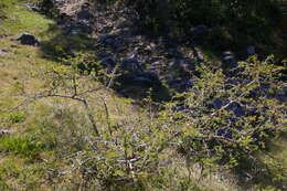 Image de Vachellia farnesiana var. farnesiana