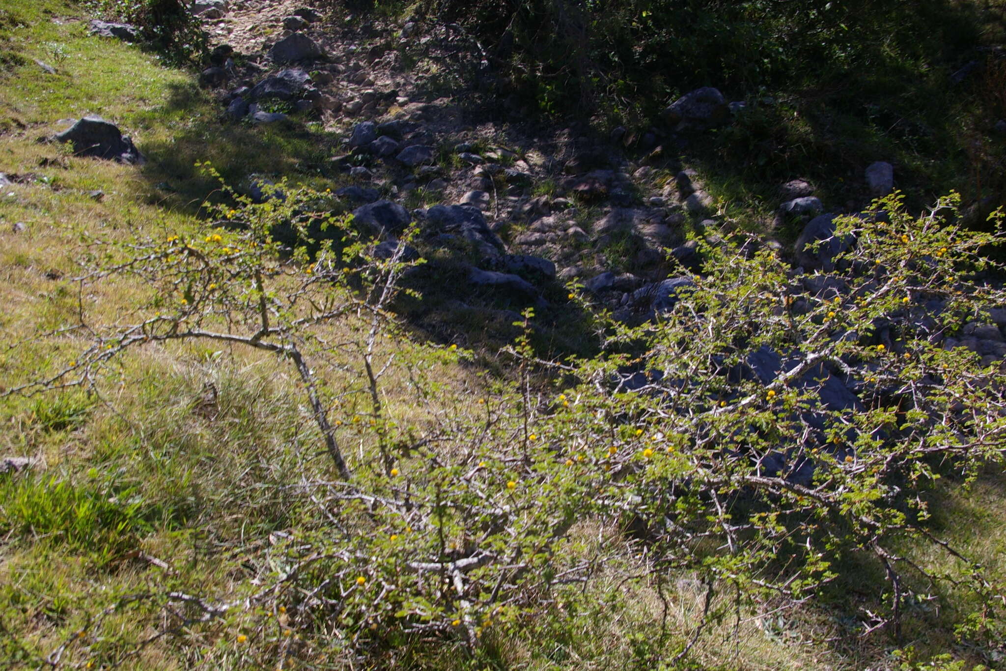 Слика од Vachellia farnesiana var. farnesiana