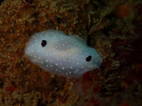 Image de Cadlina limbaughorum Lance 1962