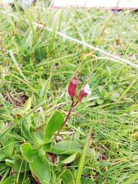 Image of Primula clusiana Tausch