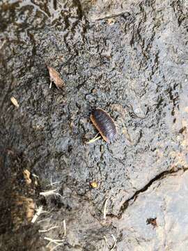 Image of Porcellio duboscqui Paulian de Félice 1941