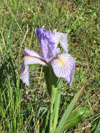 Plancia ëd Iris longipetala Herb.