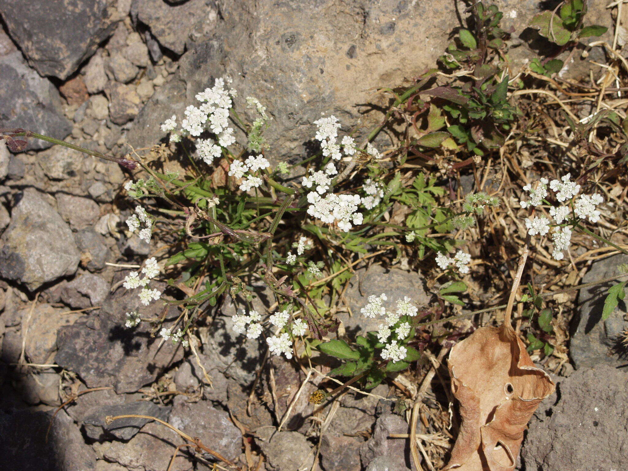 Imagem de Torilis arvensis subsp. neglecta (Spreng.) Thell.