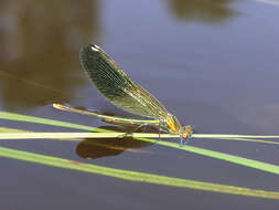 Image of Calopteryx splendens ancilla Sélys 1887