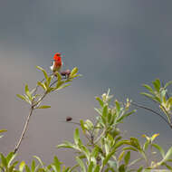 صورة Myzomela caledonica Forbes & WA 1879