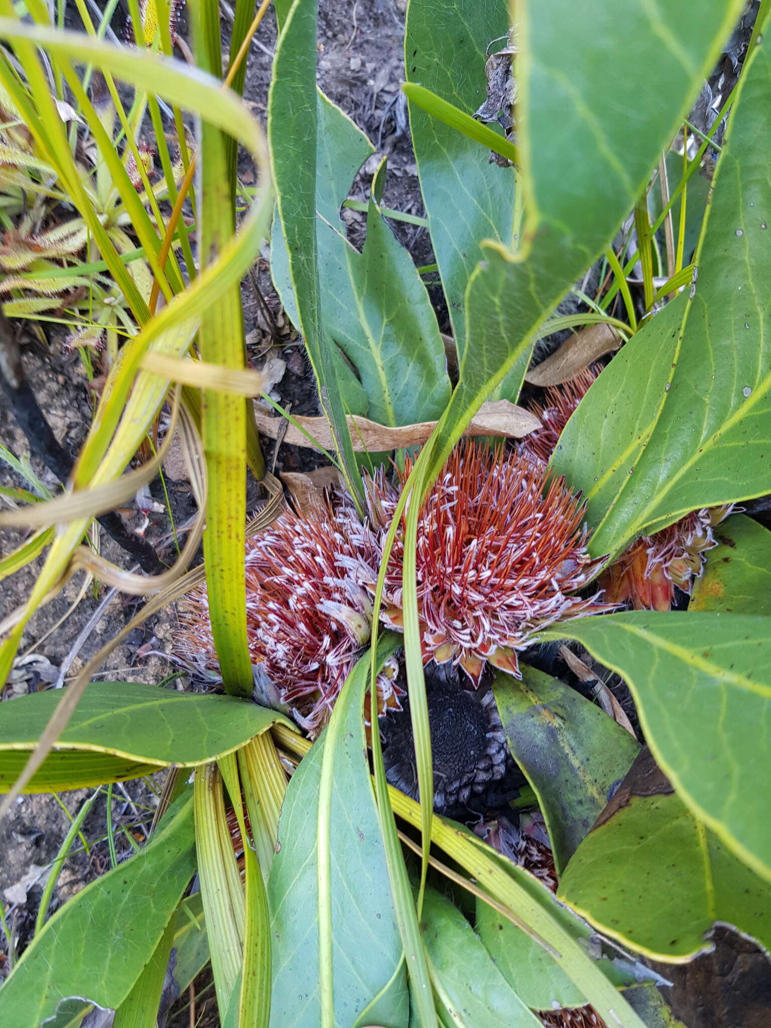 Image of harts-tongue-fern sugarbush