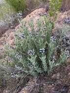 Plancia ëd Amsonia palmeri A. Gray