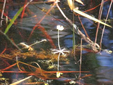 Image of little floating bladderwort