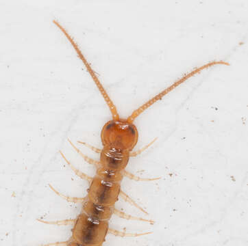 Image de Lithobius melanops Newport 1845