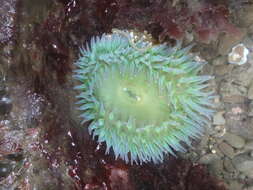 Image of giant green anemone