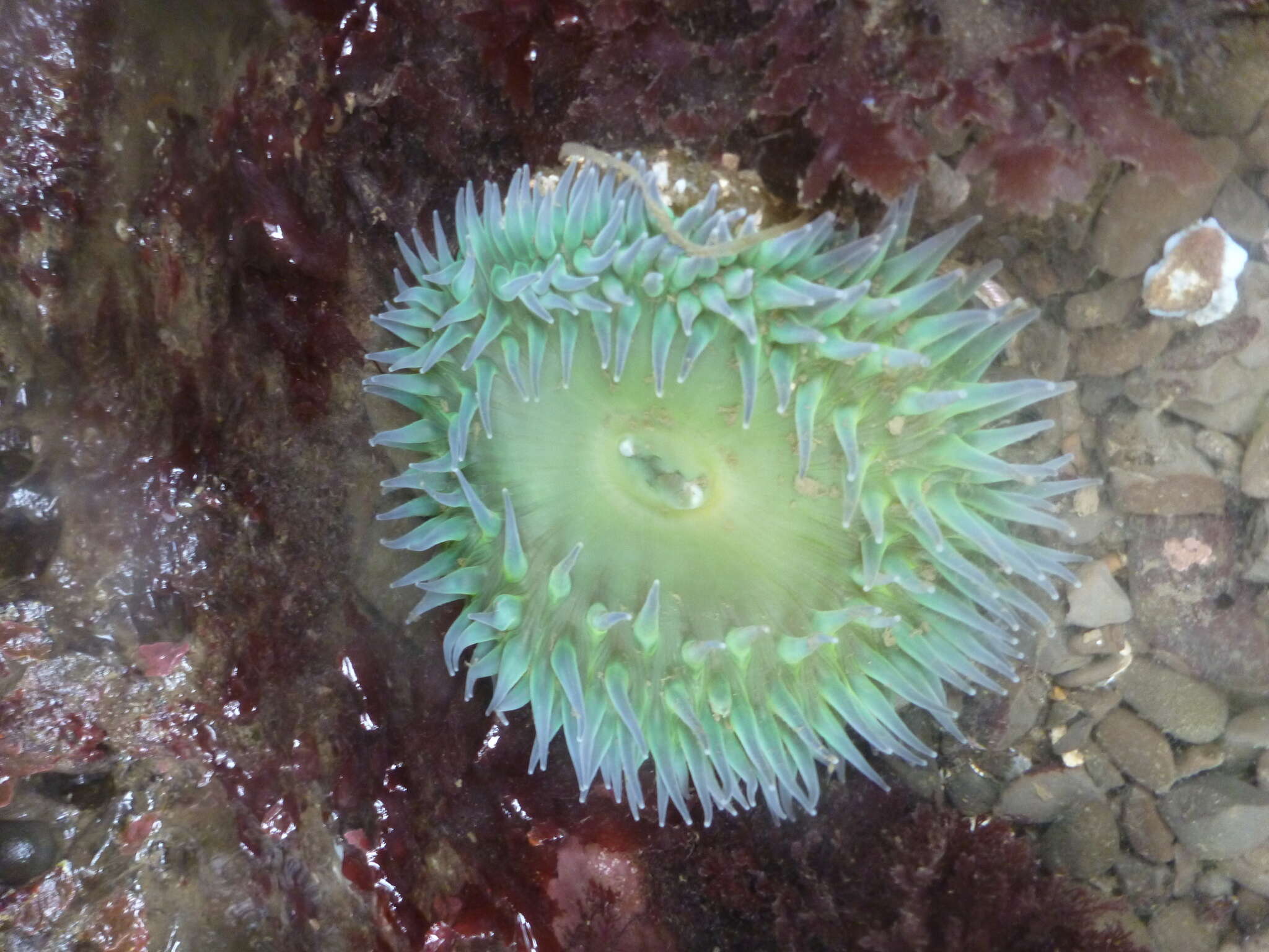 Image of giant green anemone