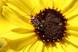 Image of Closterocoris amoenus (Provancher 1887)