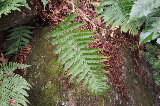 Image of Dryopteris uniformis (Mak.) Mak.