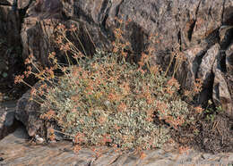 Image of frosted buckwheat