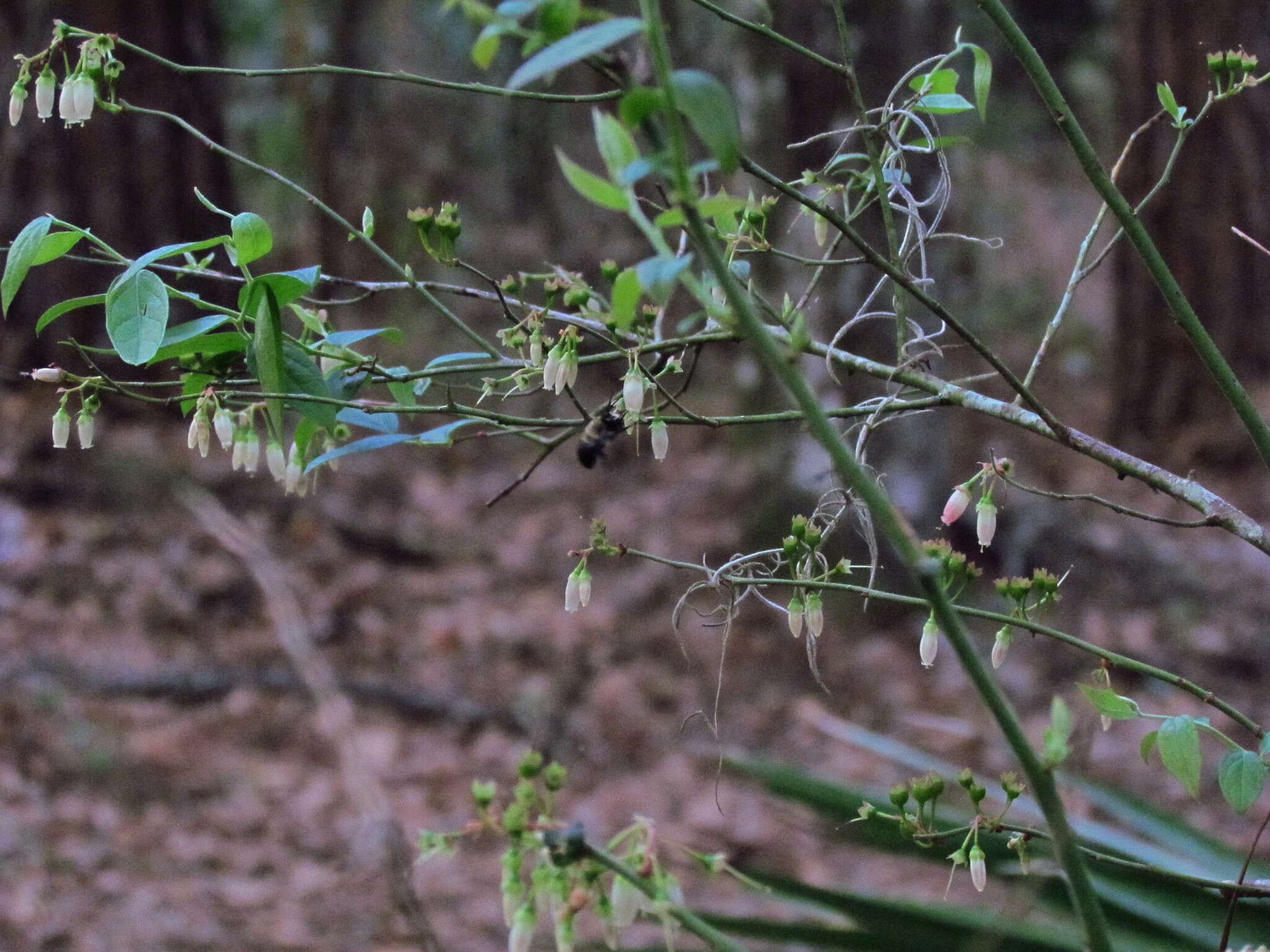 Image of Blueberry Habropoda