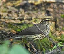 Image of waterthrush