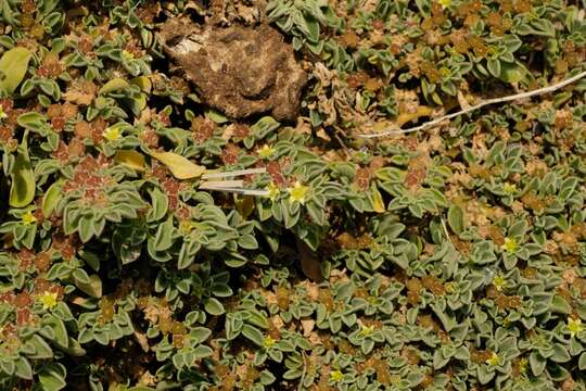 Image of Purslane-leaved aizoon