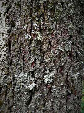 Image of Mexican White Pine