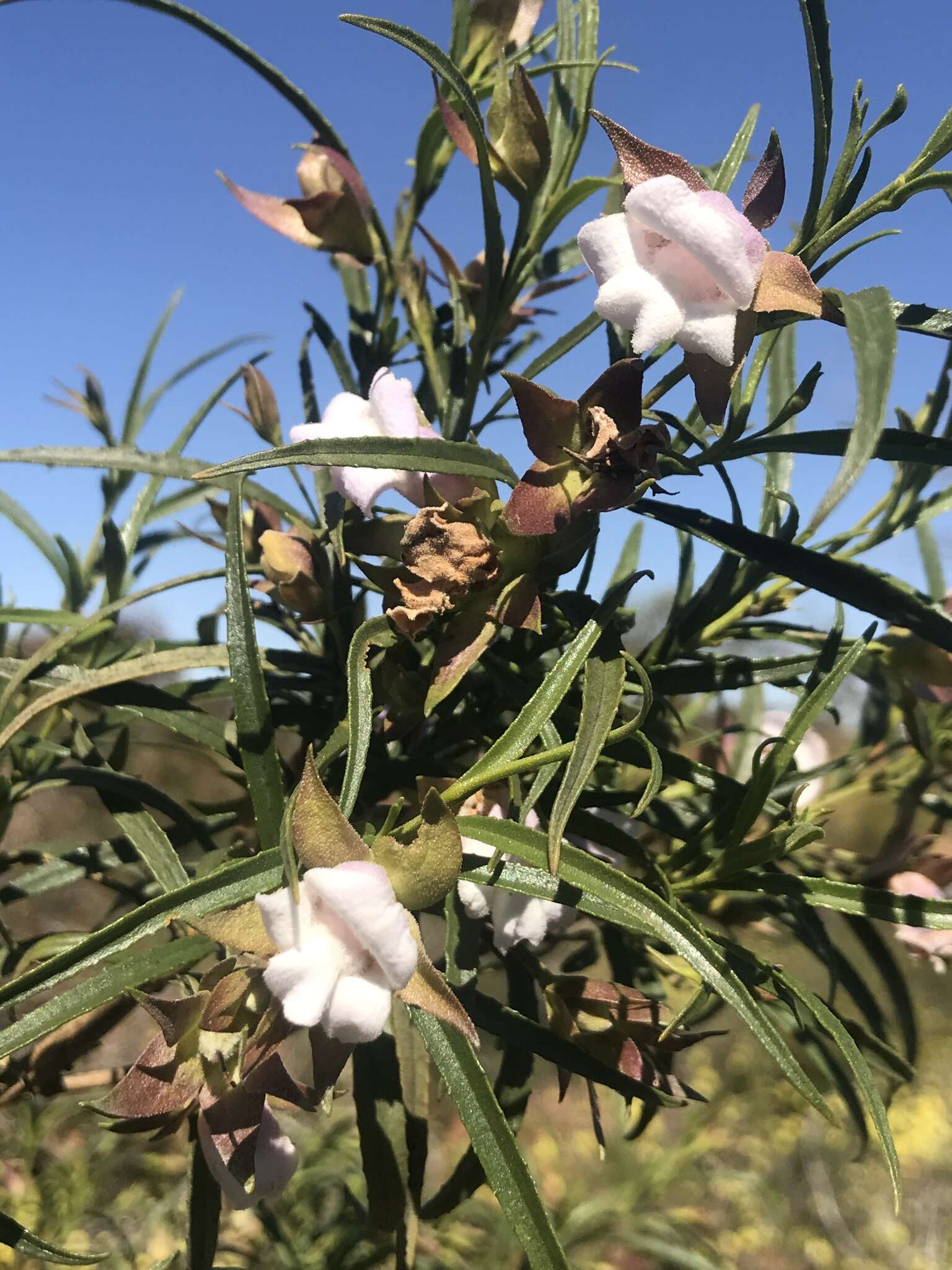 Image of Eremophila clarkei Oldfield & F. Muell.