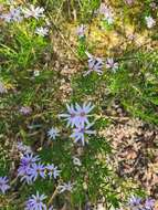 Olearia tenuifolia (DC.) Benth. resmi