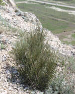 Image of Ephedra procera C. A. Mey.